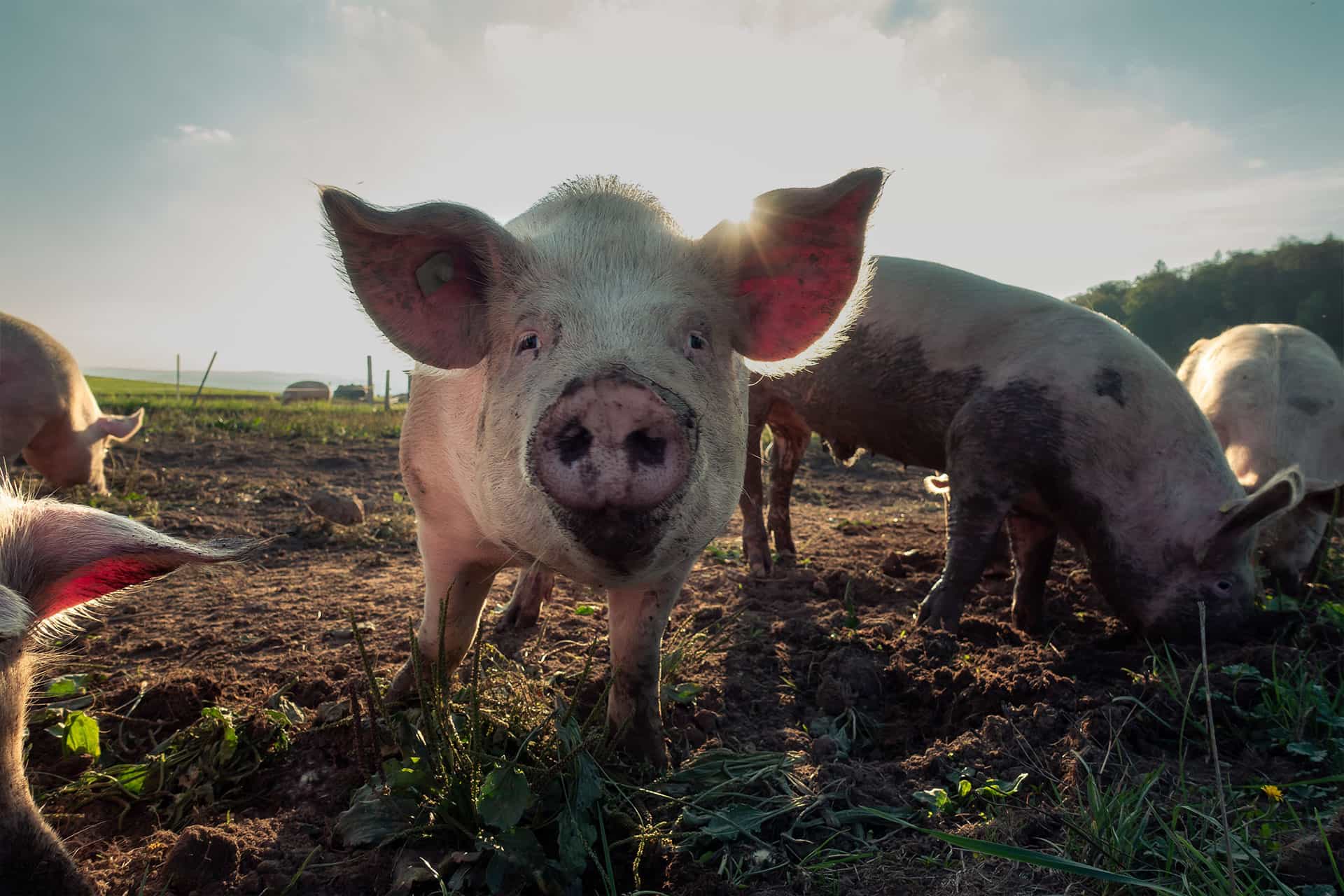Schweinefleisch