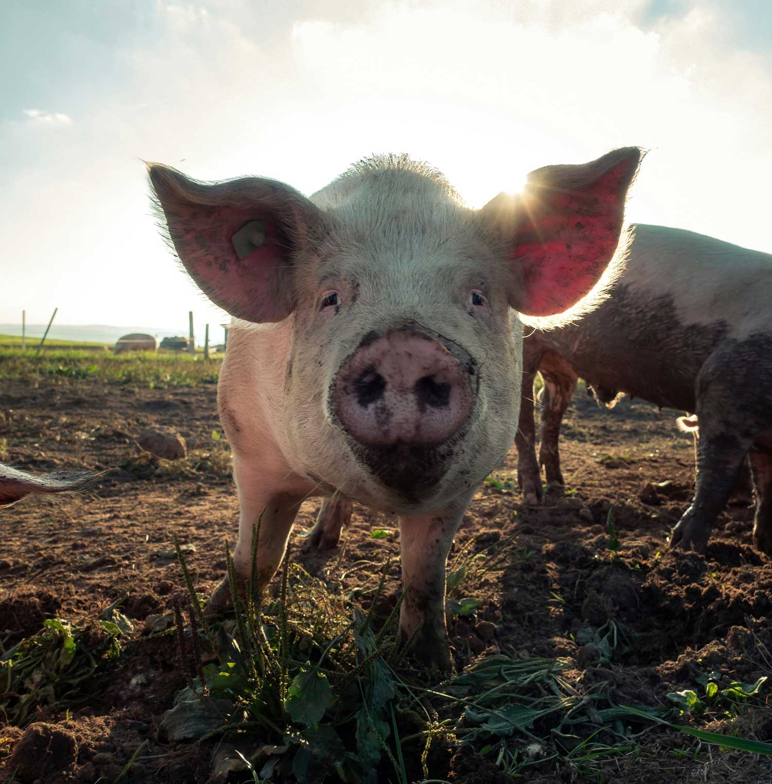 Schweine bei den Hickis