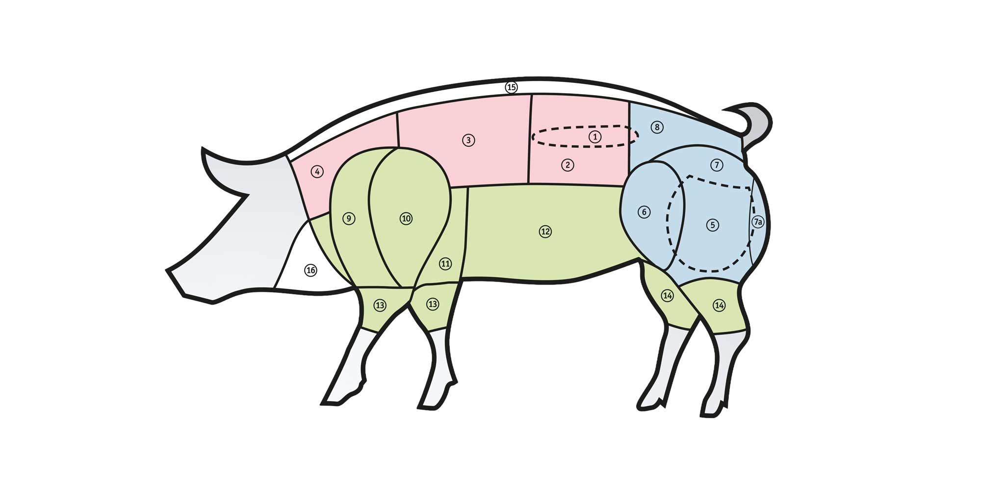 Schematische Zeichnung eines Schweines